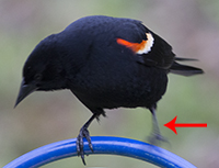 Red Winged Blackbird movement blur