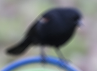 Red Winged Blackbird camera shake